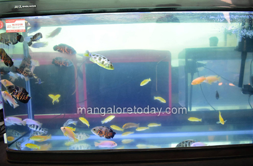 Fish expo at alvas